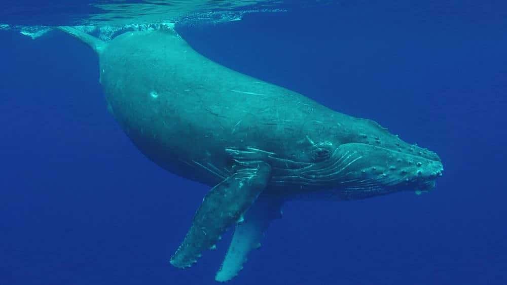 Astounding Blue Whale - The Giants Of The Sea
