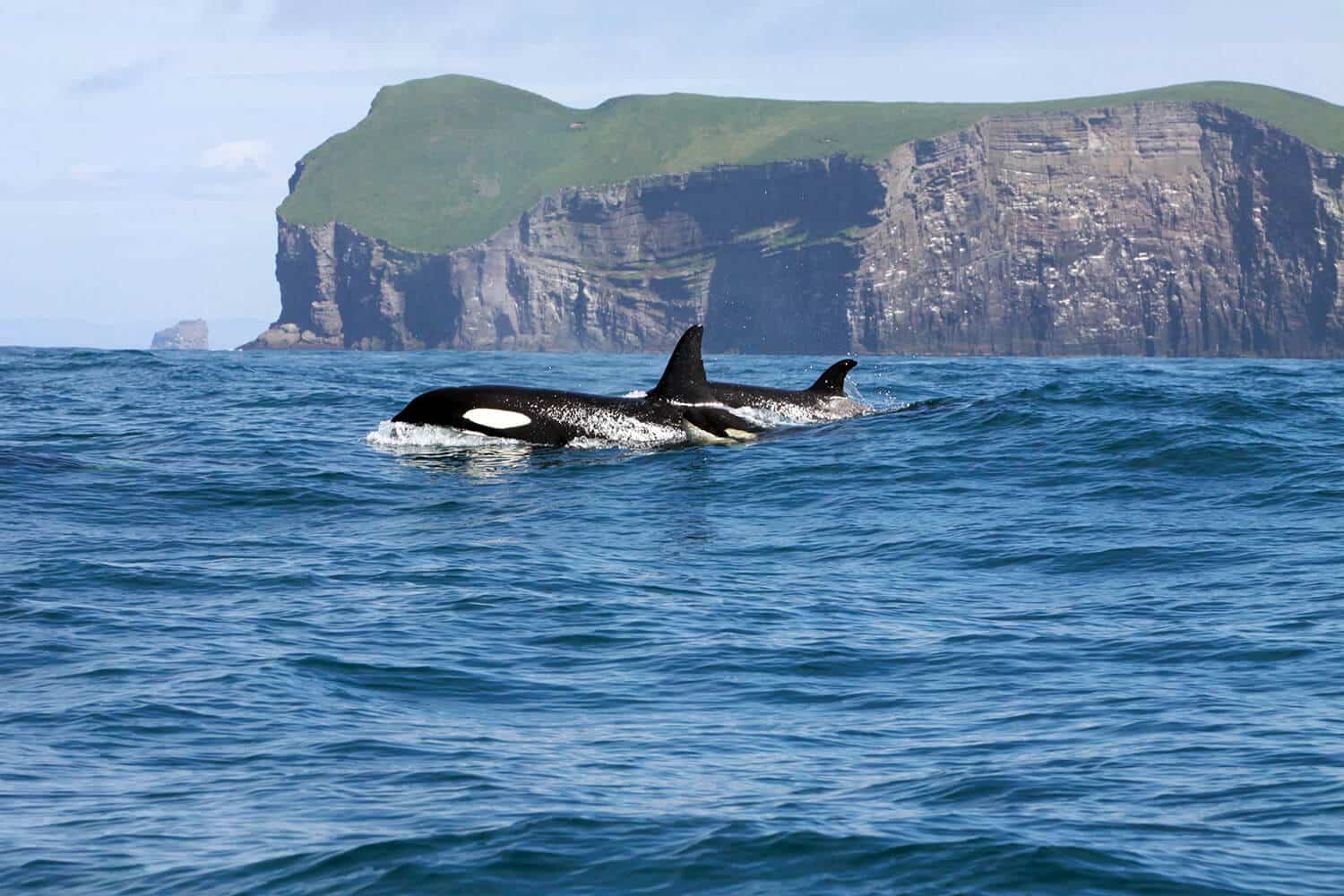Orca Whales in Iceland