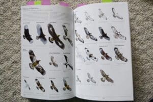 The Sibley Field Guide To Birds - Book's Content