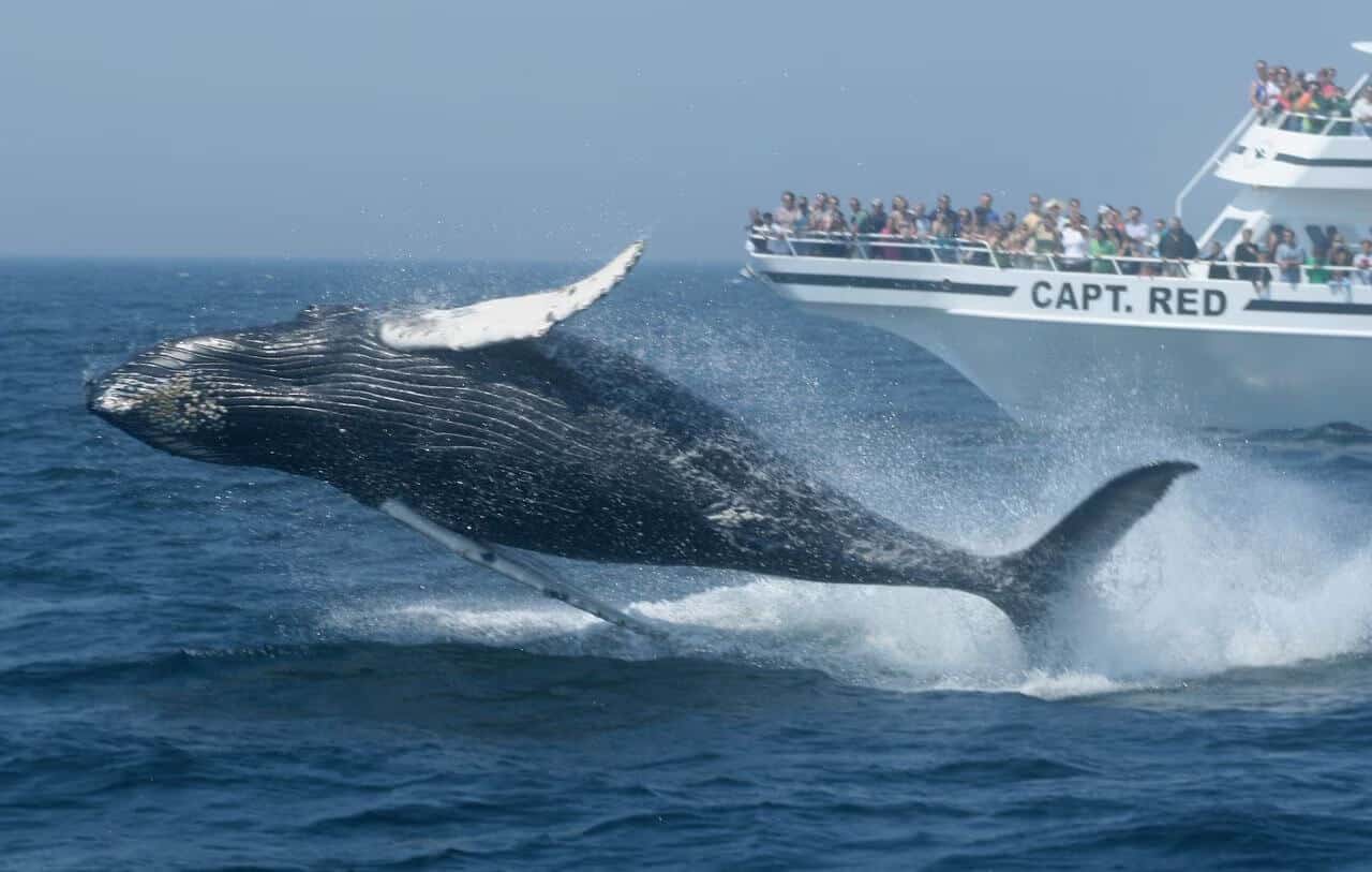 Whale Watching in Cape Cod, Massachusetts