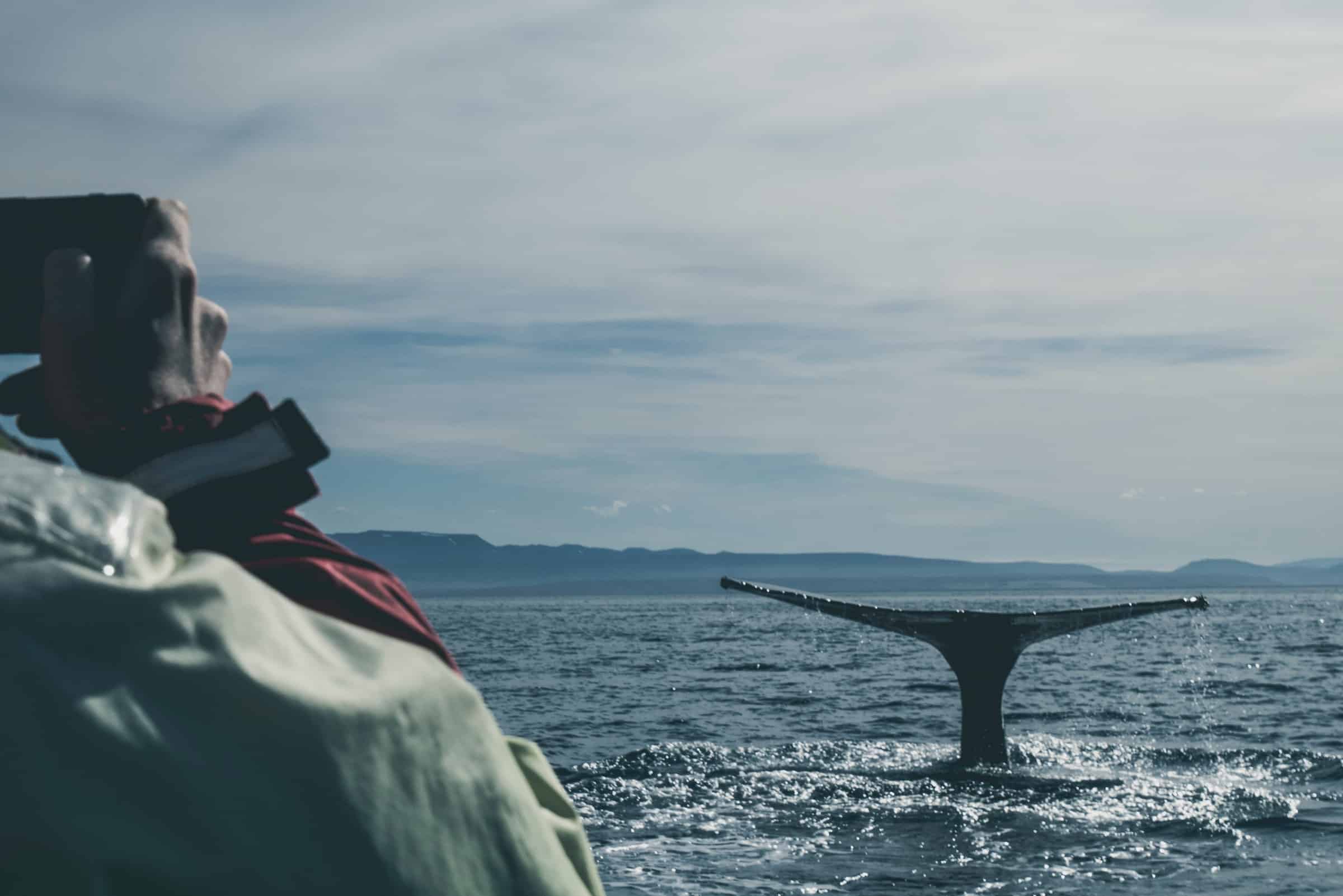 Whale watching tips 2 - Learn more about whale behaviors